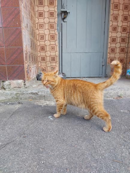 Отдам рыжего кота