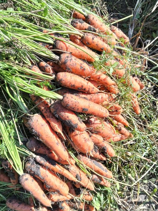 Морква Болівар 6 грн