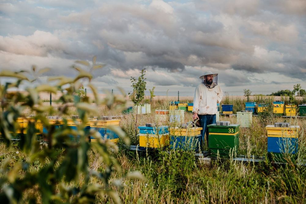 Rodziny pszczele z ulem Wlkp lub bez