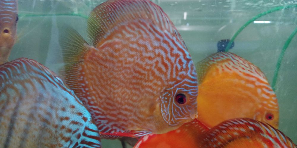 GB Dyskowce MIX 14 KOLORÓW 7cm