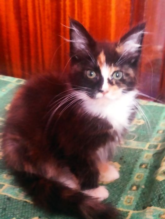 Сестрички чекають на люблячу родину