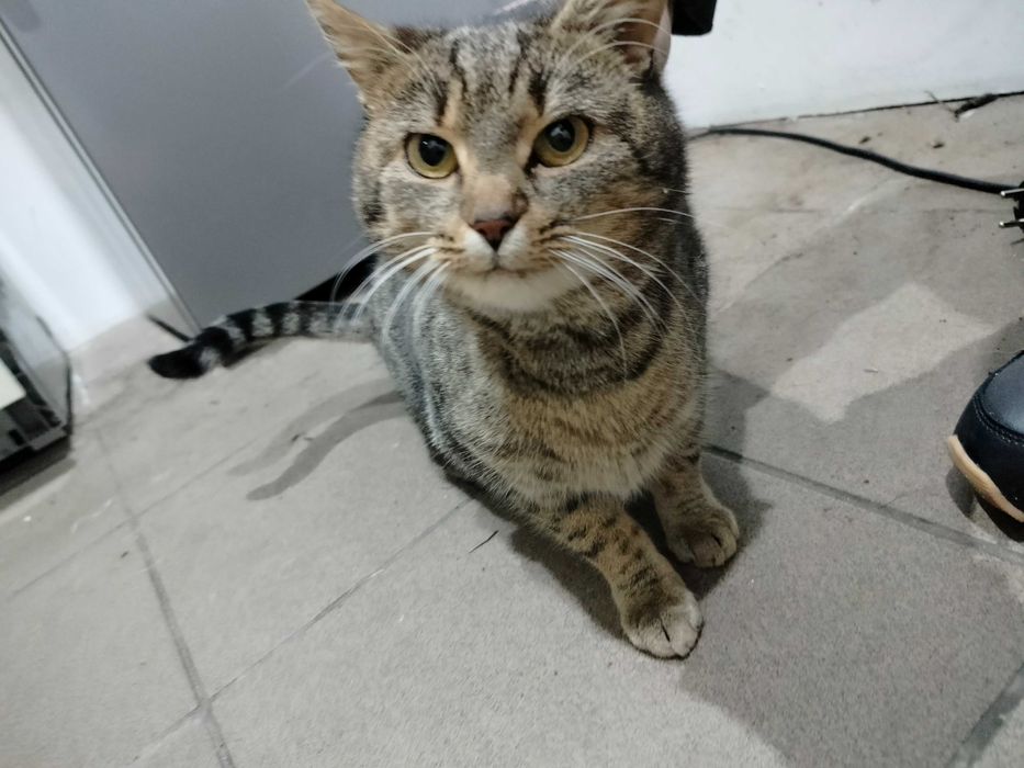 Oddam kota w dobre ręce