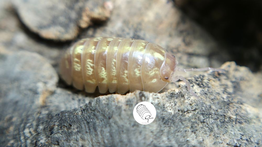 Isopody, prosionki Armadillidium Vulgare Albino T+