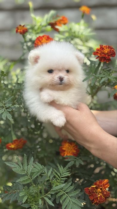 Гарний хлопчик міні шпиць