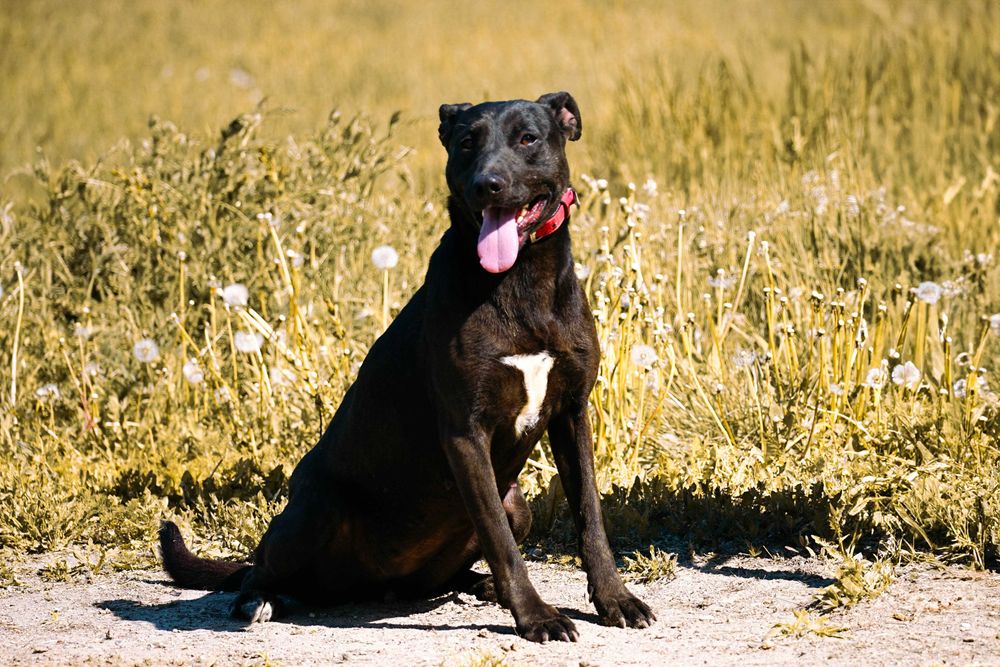 NENA - śliczna sunia w typie labrador
