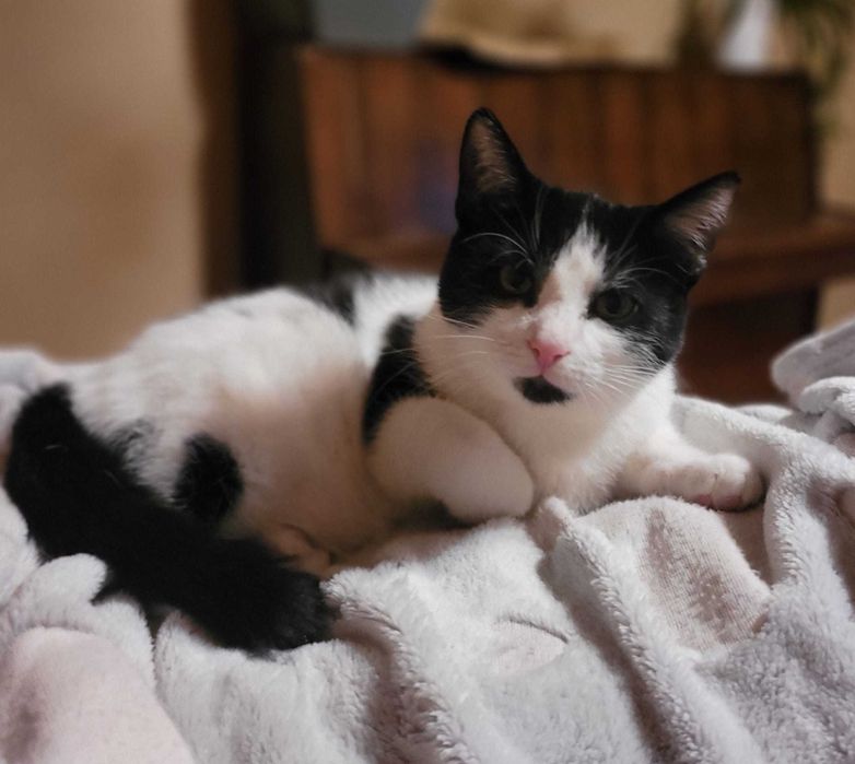 do ADOPCJI Czaruś Jacek, kocurek mega towarzyski, przylepka szuka domu