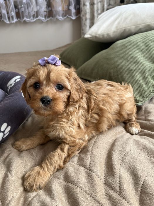 Cudowna suczka cavapoo