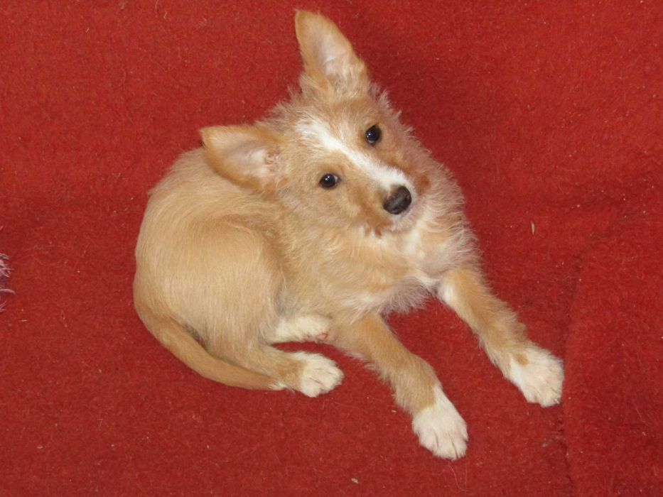 Podengo Português Médio Cerdoso LOP/Pedigree/Afixo