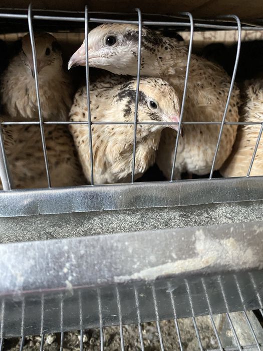 Молодые перепела