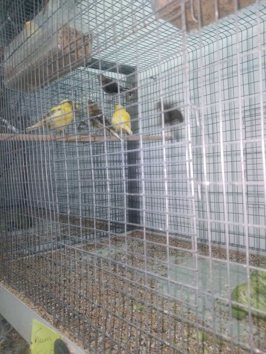 Vendo canários fife fancy