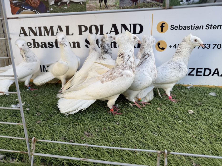 Gołębie. Gdańskie. Gdański. Możliwy transport