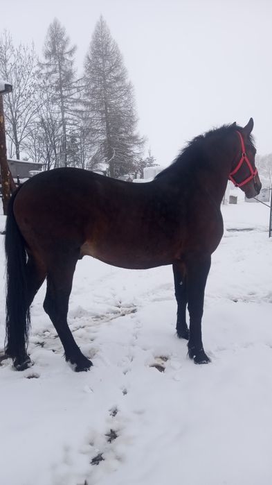 Sprzedam ogiera 2.5 letniego