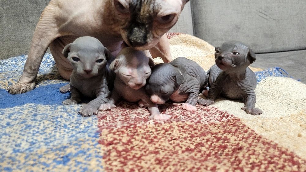 Кошенята канадські сфінкси