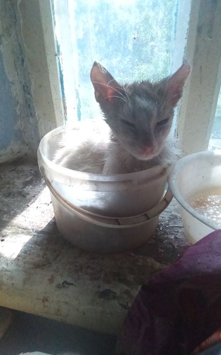 Кошки  переселенцы.