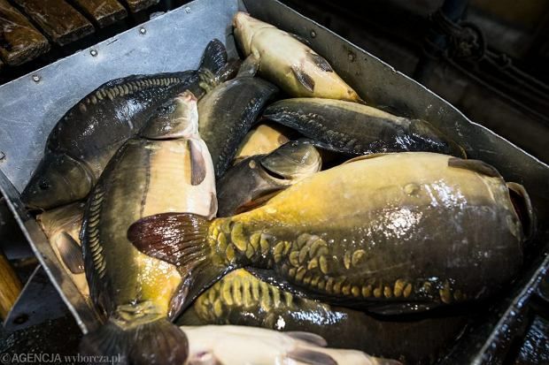 Sprzedam ryby żywe i patroszone