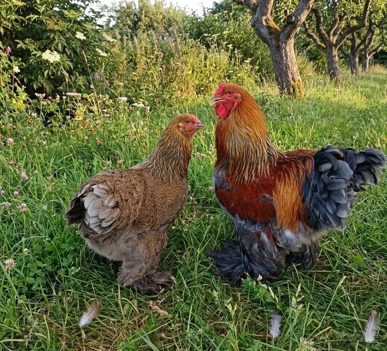 Casal Brahma Perdiz Azul