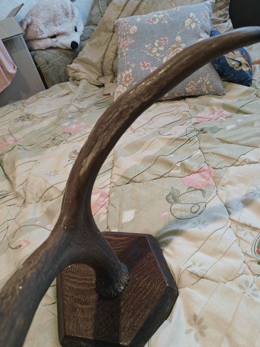 Рога оленя на дерев'яній основі