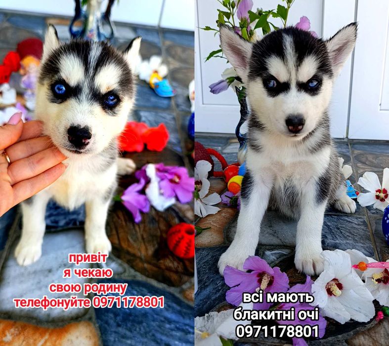 Сибірські хаскі – дівчатка з очима кольору неба!