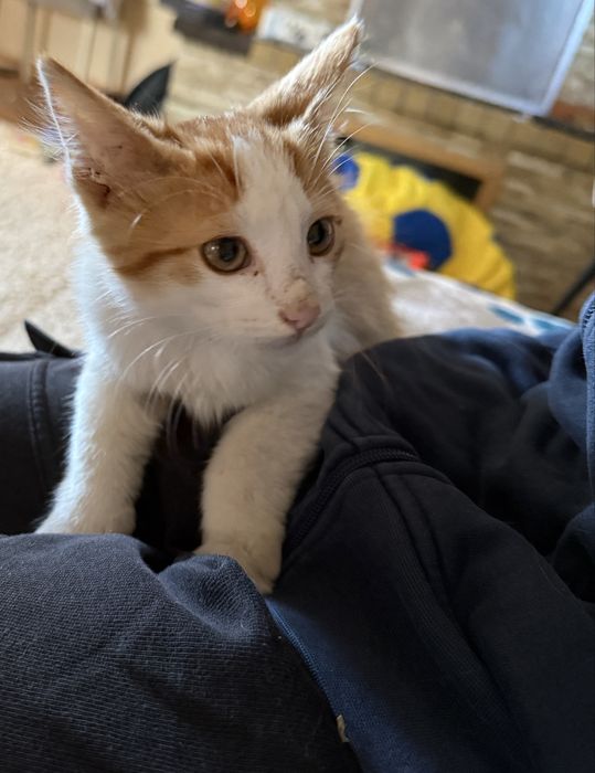 кошенята, котики