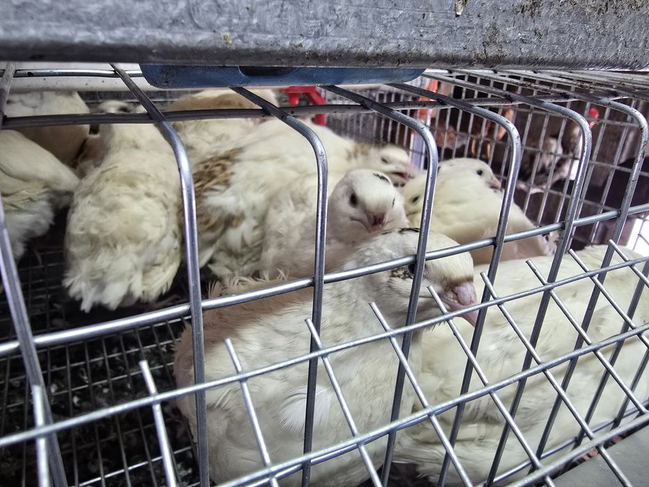 Інкубаційне яйце перепілки Техас Білий.