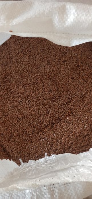 Семена Насіння льону льна в продаже коричневый