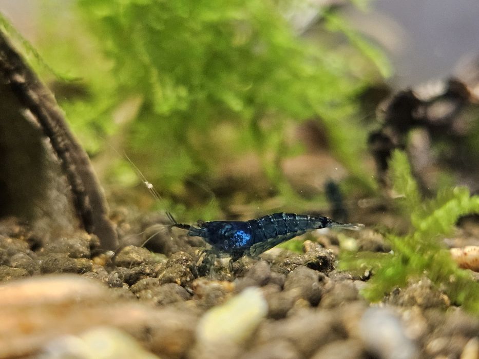 Neocaridina Blue dream