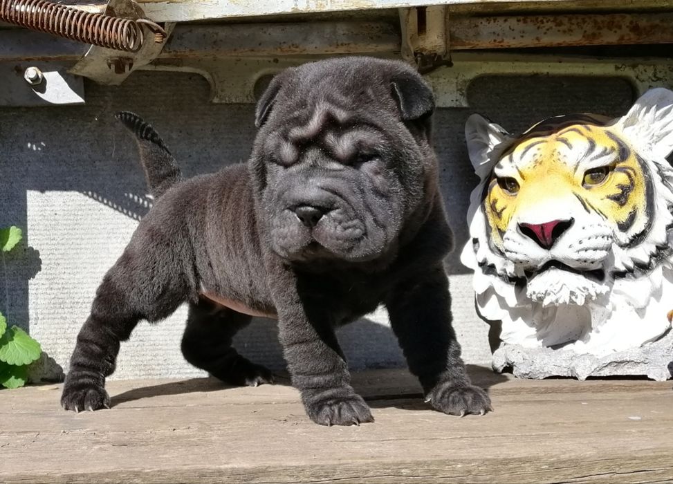 Шарпей мальчик щенок чёрного цвета