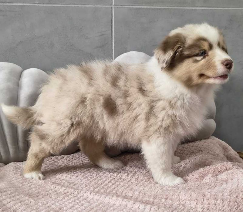 Owczarek Australijski - Sunia Red Merle Niebieskooka- długi ogonek.