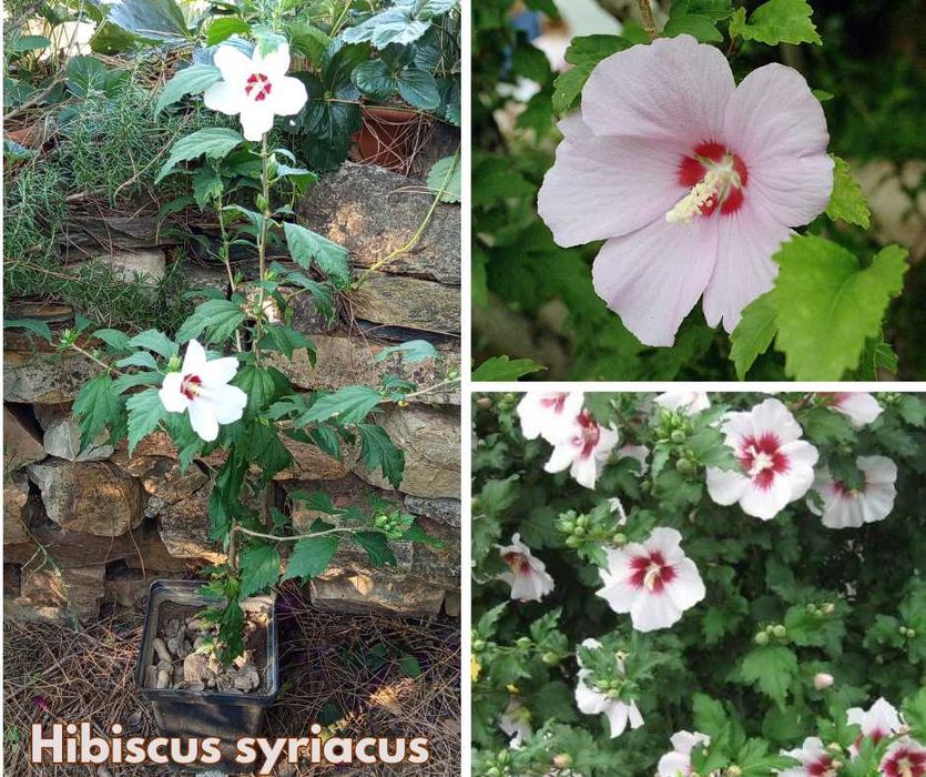Hibiscus syriacus - Hibisco-da-síria