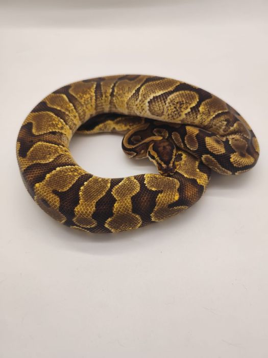 Wąż Dorosły Samiec