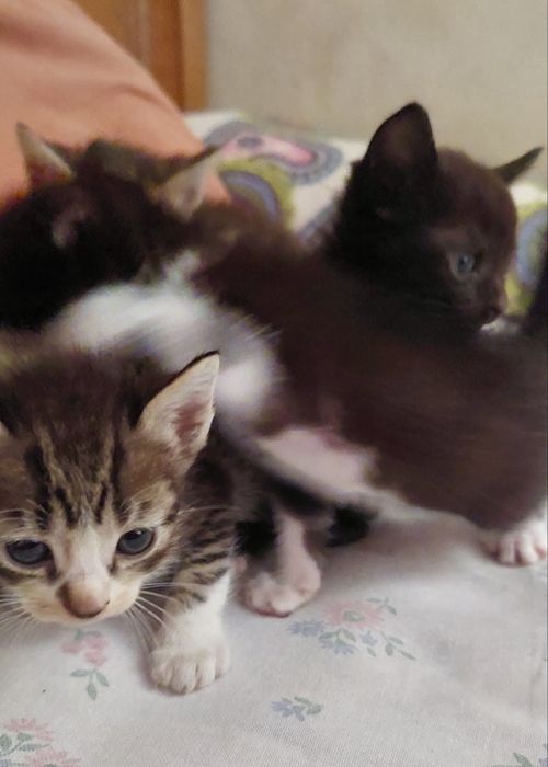 Gatinhos bebés para adoção responsável