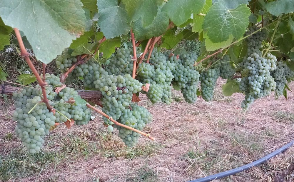 Uvas para vinho verde