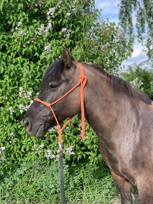 Mały koń, 9 letni wałach