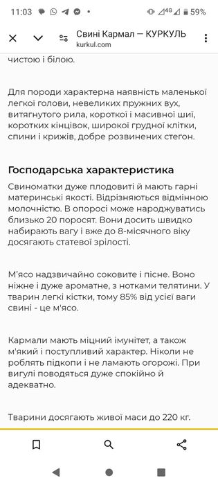 Еко--Ферма  пропонує поросят породи Кармал