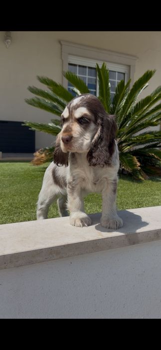 Cocker spaniel inglês macho