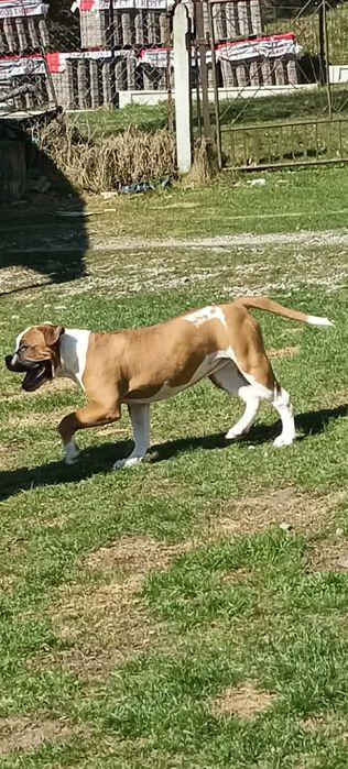 Buldog Amerykański (Suczka)