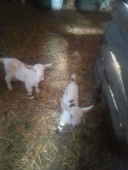 sprzedam koziołki anglonubijskie