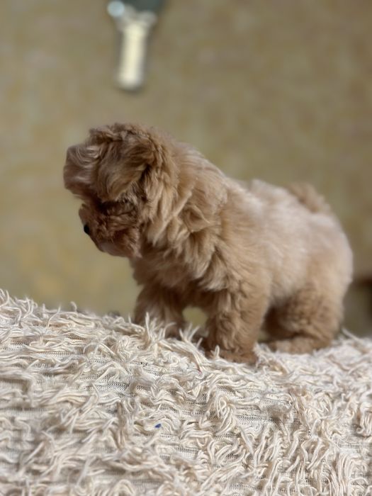 Мальтипу дівчинка ф1 доставка чіп бейбі фейс коротенький носик !