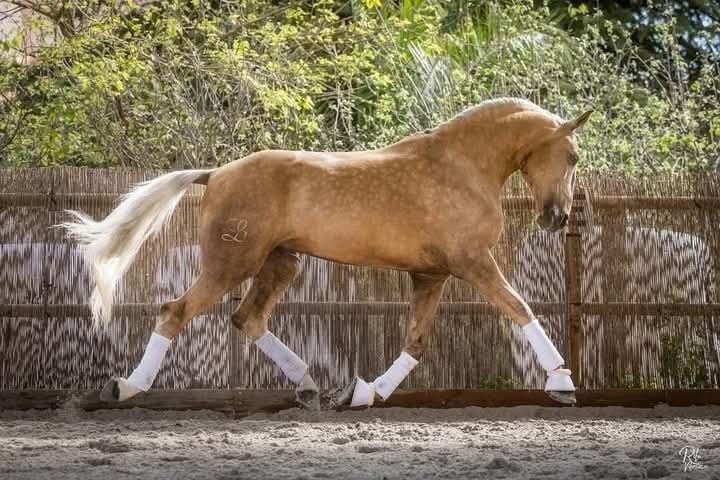 Égua lusitana pontuada e cheia