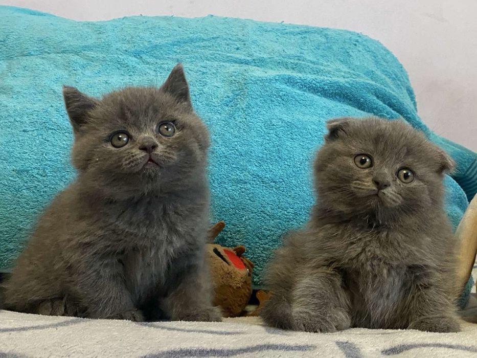 Продам британських котенят