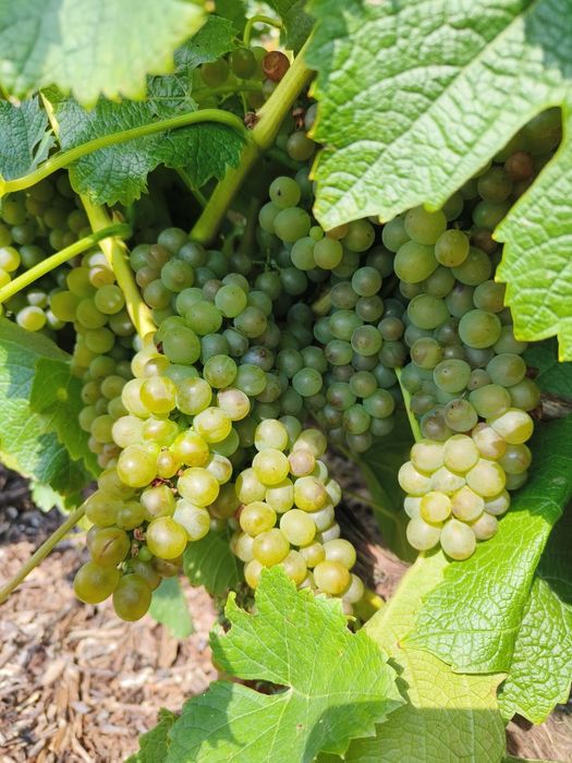 Sprzedam winogrono Solaris