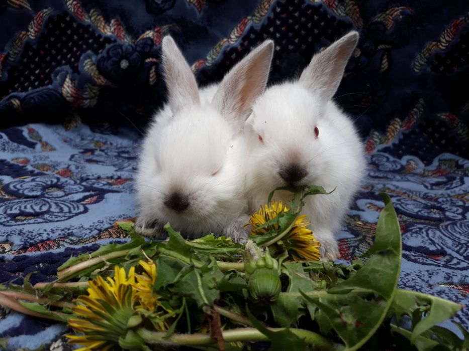 Продам кролики.Каліфорнія.