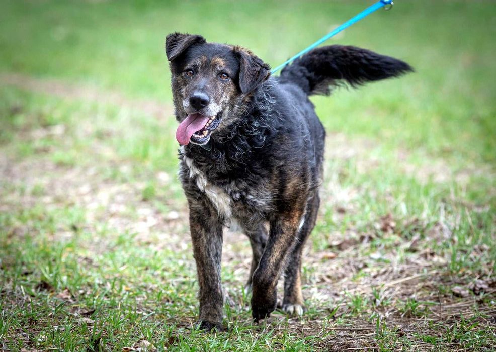 Esej - psi przystojniak o przepięknym charakterze