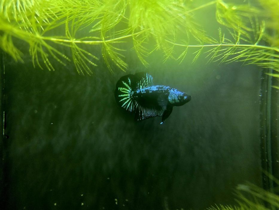 Півник петушок рибка