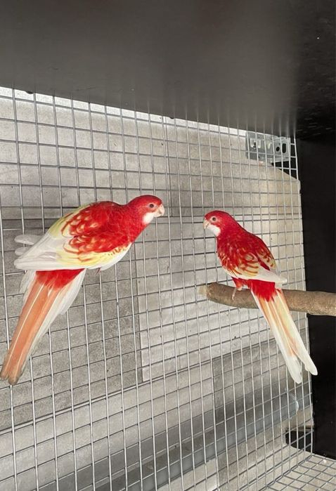 Casais de roselas e roselas sem casal