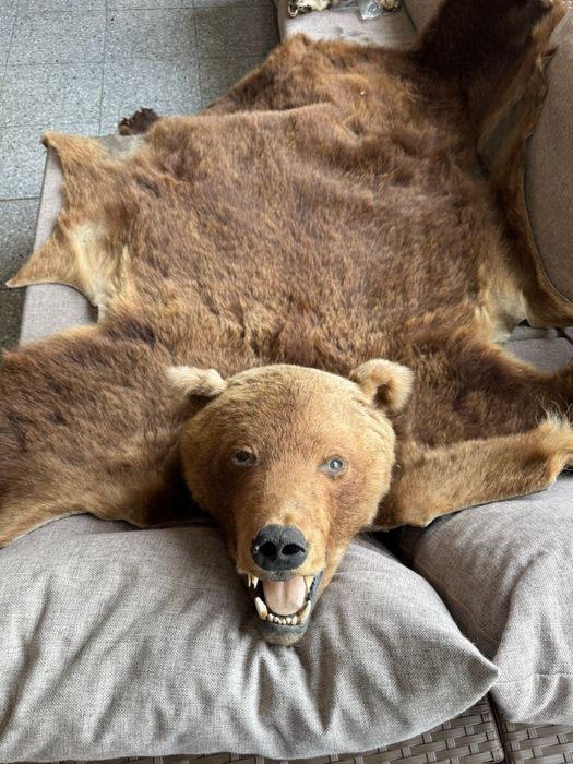 Продам шкуру ведмедя, 1,5м, голова вичищенна