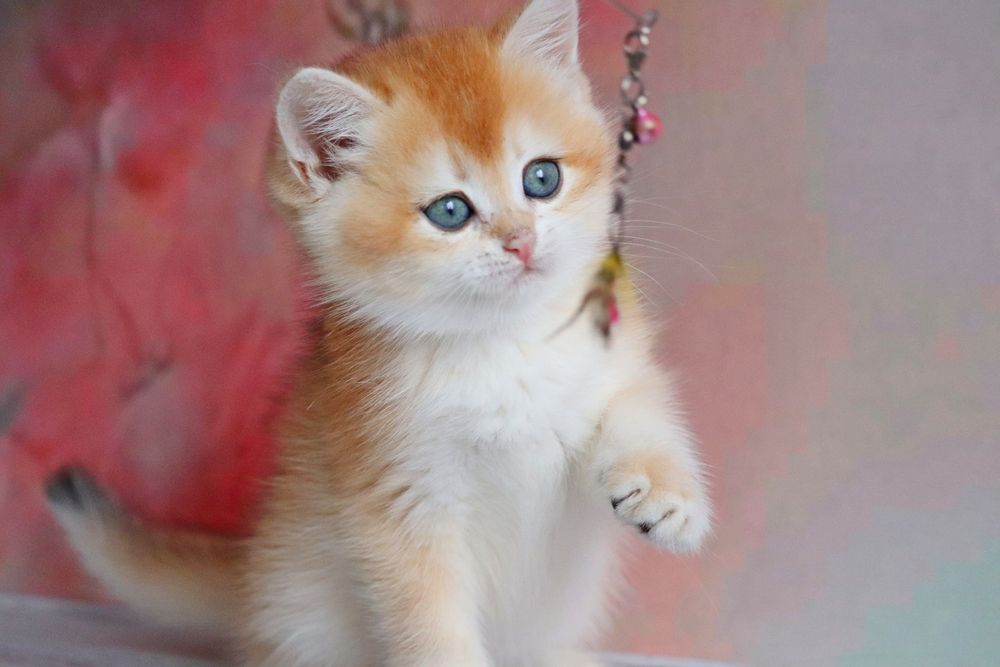 Солнечный мальчик для вас