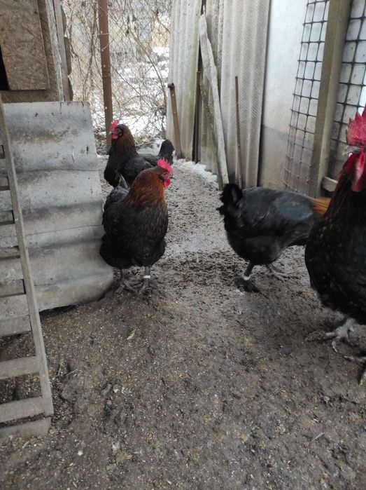 Куры Маран чёрно-медный, яйцо инкубационное