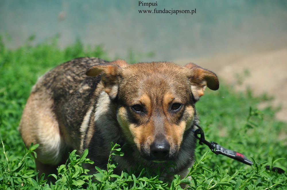 Pimpuś przyjacielski piesek do adopcji