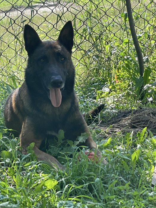 Бельгийская овчарка (кобель) для вязки
